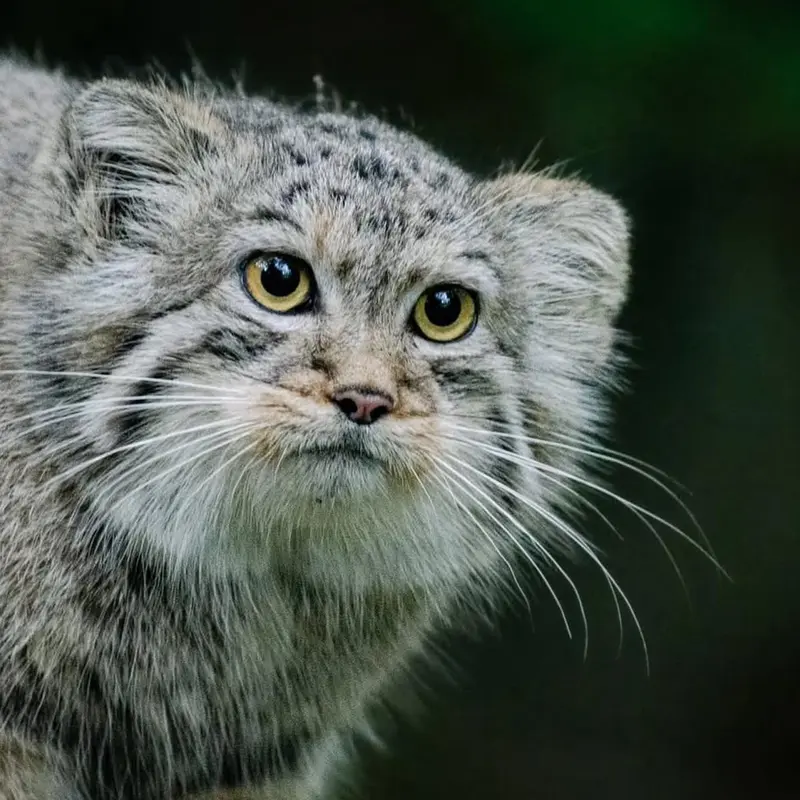 A photograph of a Pallas's cat