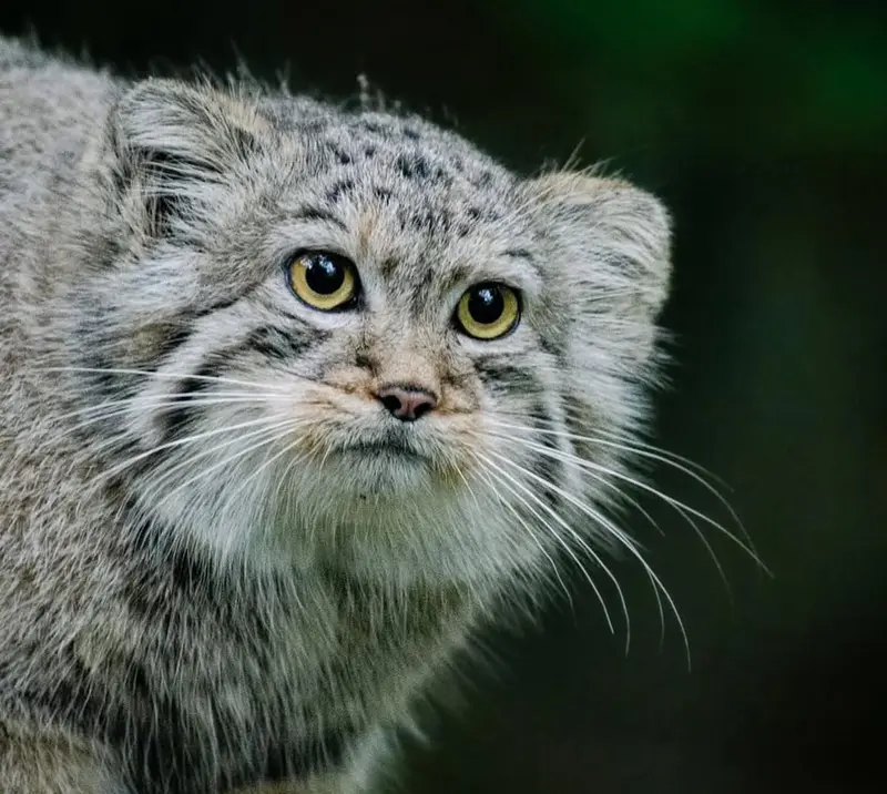 A photograph of a Pallas's cat
