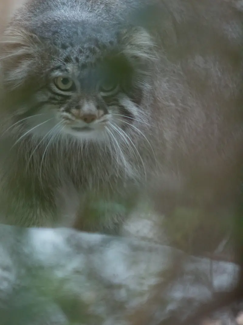 A photograph of Figa in Nogeyama Zoo