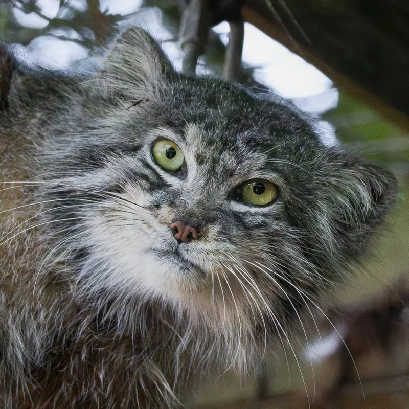 Kulki the Pallas's cat from Banham Zoo