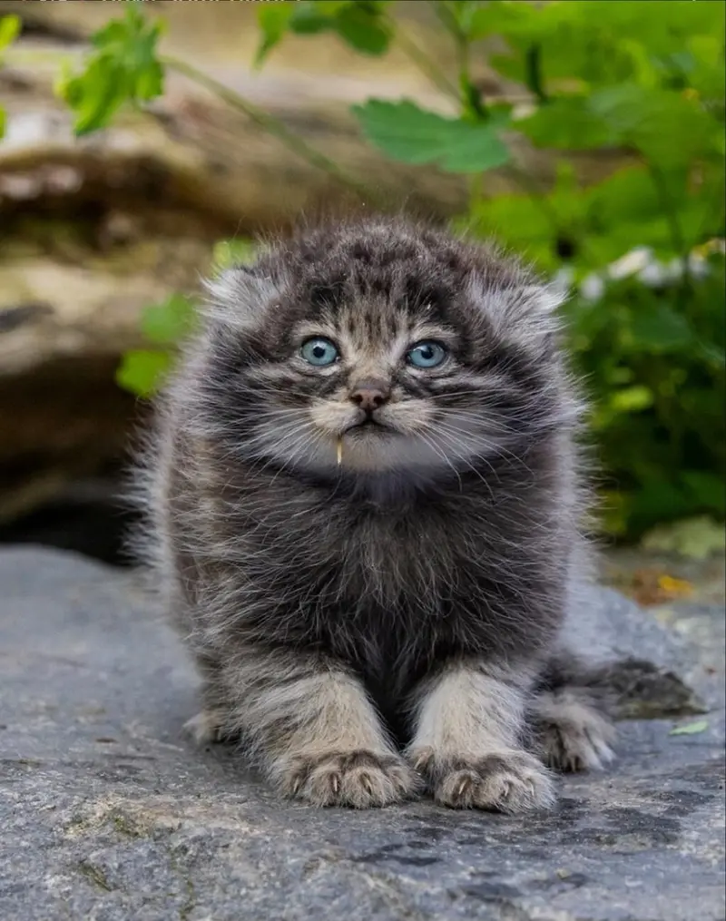 A photograph of a Pallas's cat