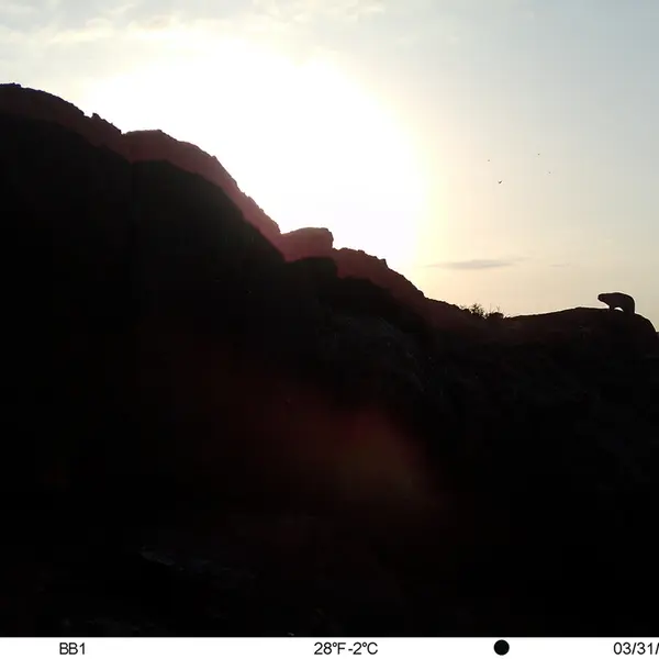 A photograph of Otocolobus manul manul from Aktas-Kunkora [new] camera trap