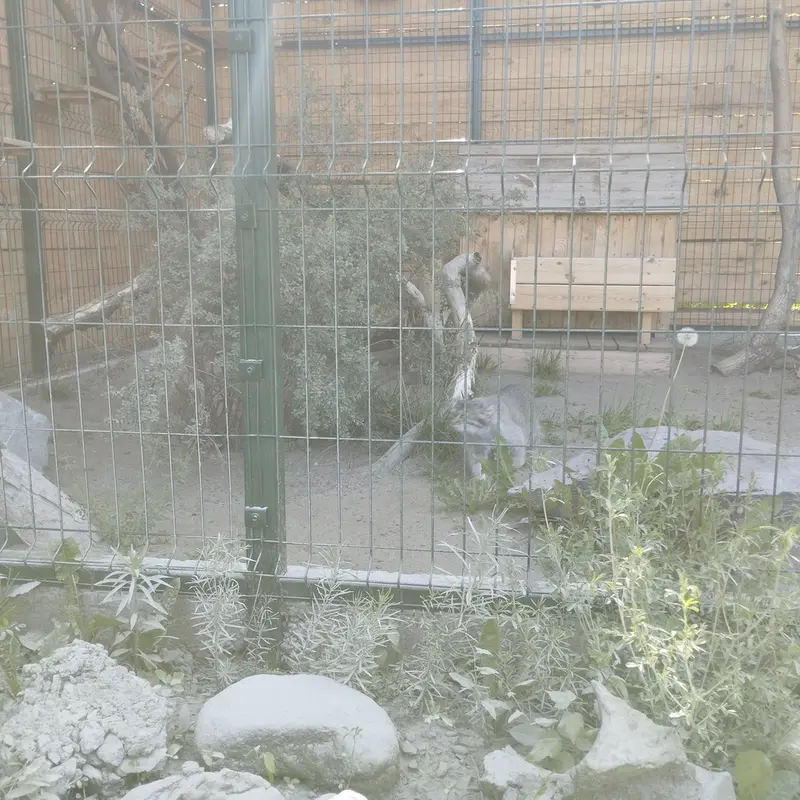 A photograph of Pepe in Barnaul zoo “Lesnaya skazka”