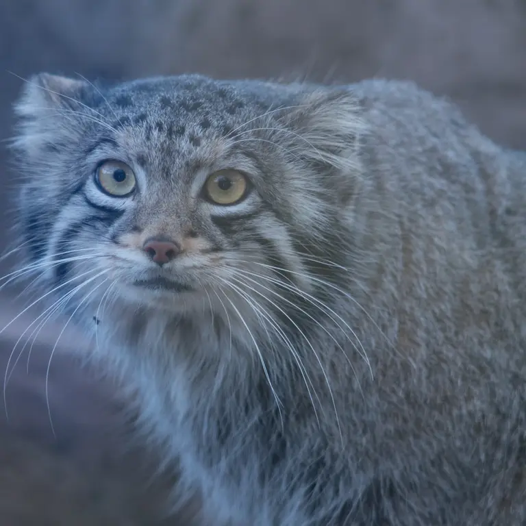 A photograph of Oto in Saitama Children's Zoo