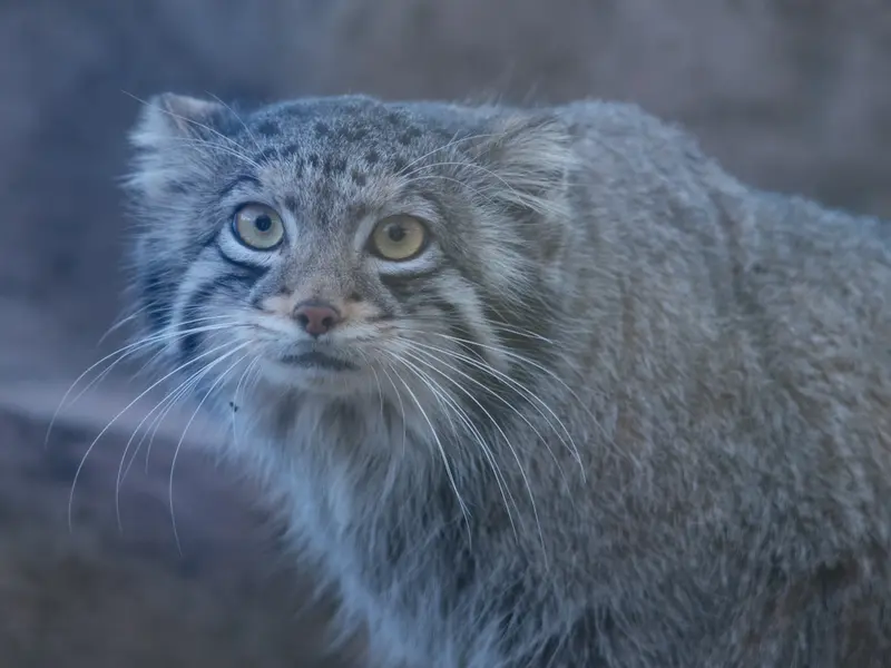 A photograph of Oto in Saitama Children's Zoo