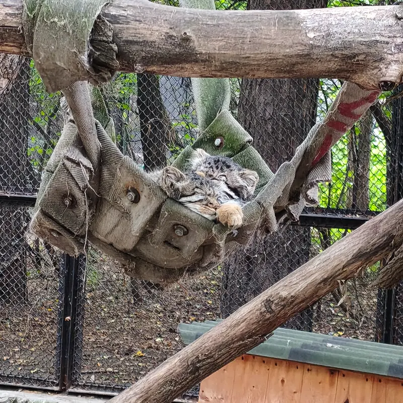 A photograph of a Pallas's cat in Novosibirsk Zoo