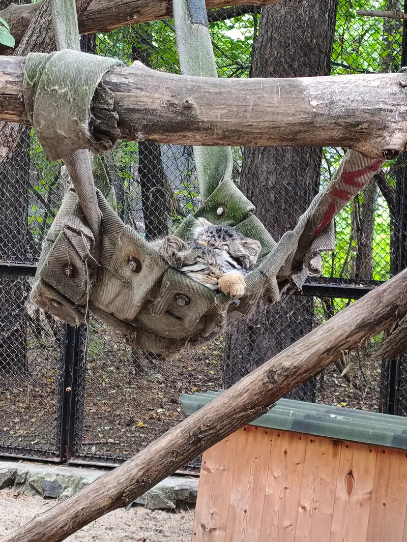 A photograph of a Pallas's cat in Novosibirsk Zoo