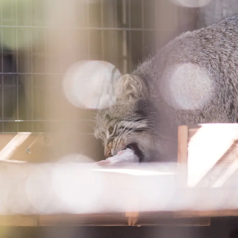 A photograph of Figa in Nogeyama Zoo