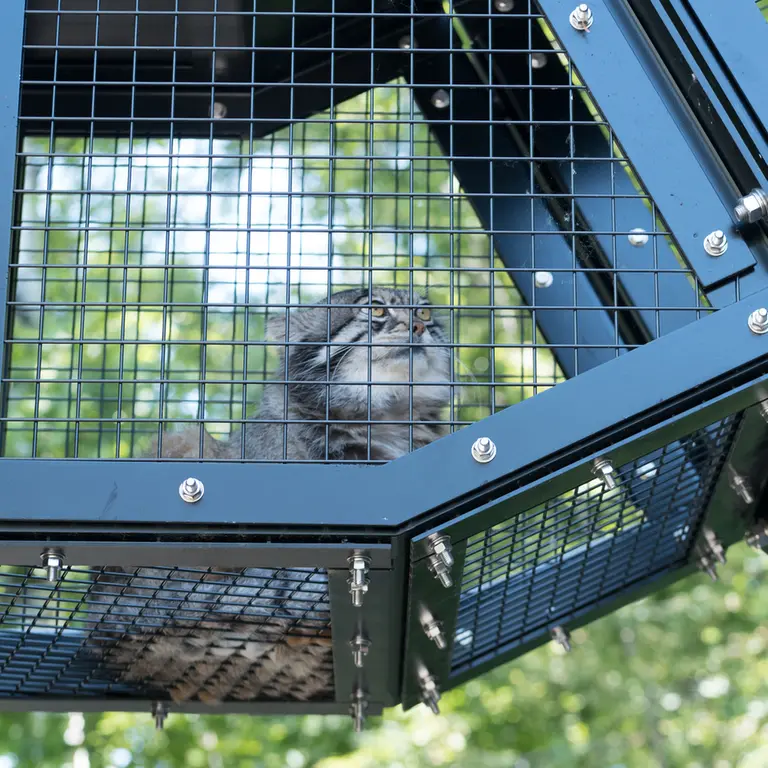 A photograph of Grusha in Asahiyama Zoo
