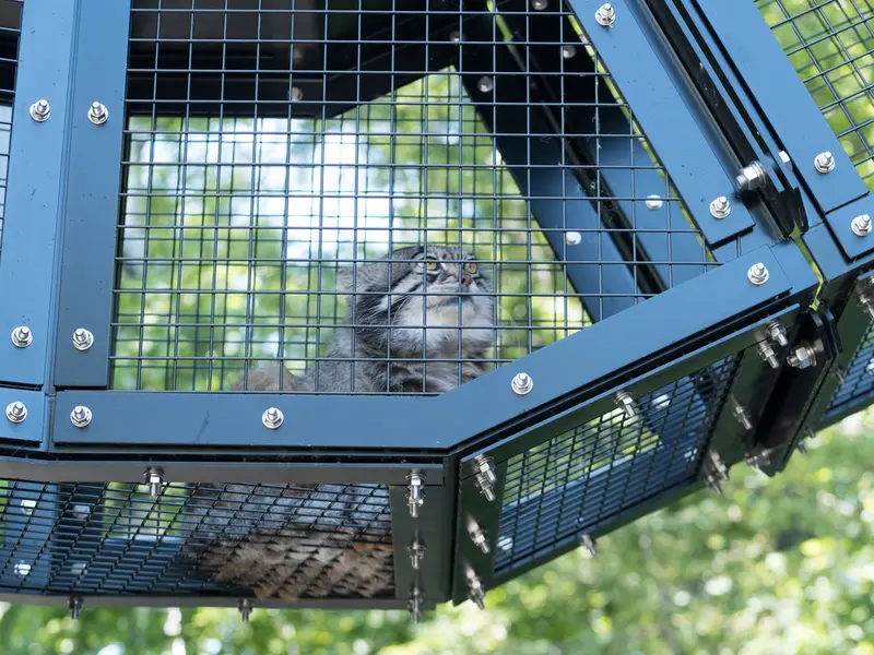 A photograph of Grusha in Asahiyama Zoo