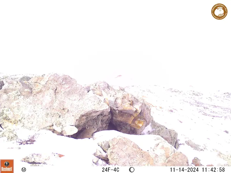 A photograph of Pika from Besshoky 1 camera trap