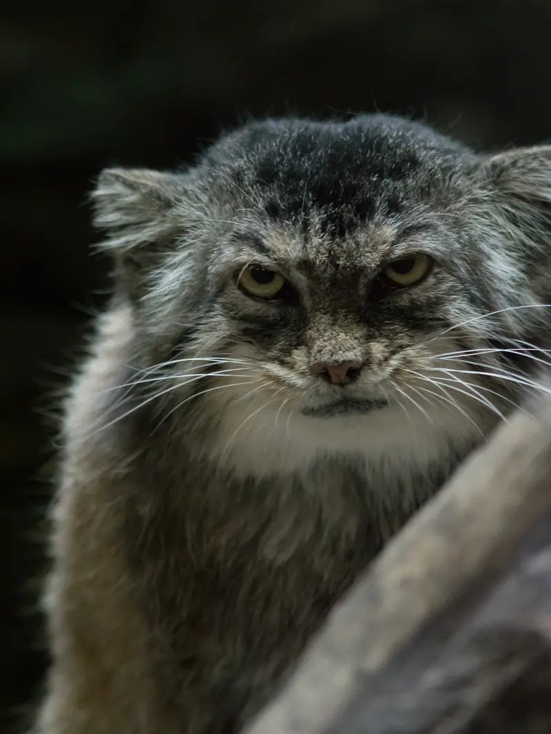 A photograph of Primula in Ueno Zoological Gardens