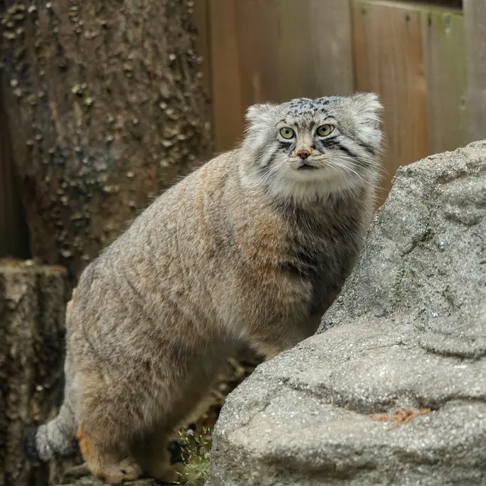 A photograph of Lotos in Saitama Children's Zoo