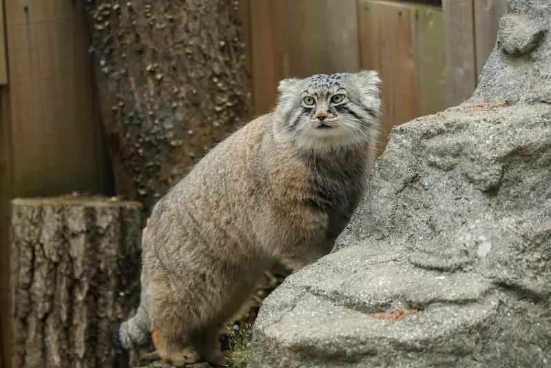A photograph of Lotos in Saitama Children's Zoo