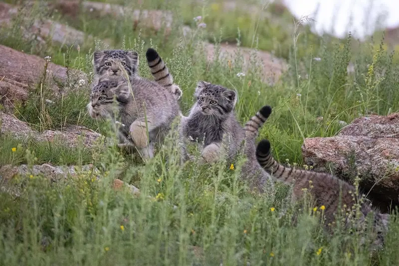 A photograph of a Pallas's cat