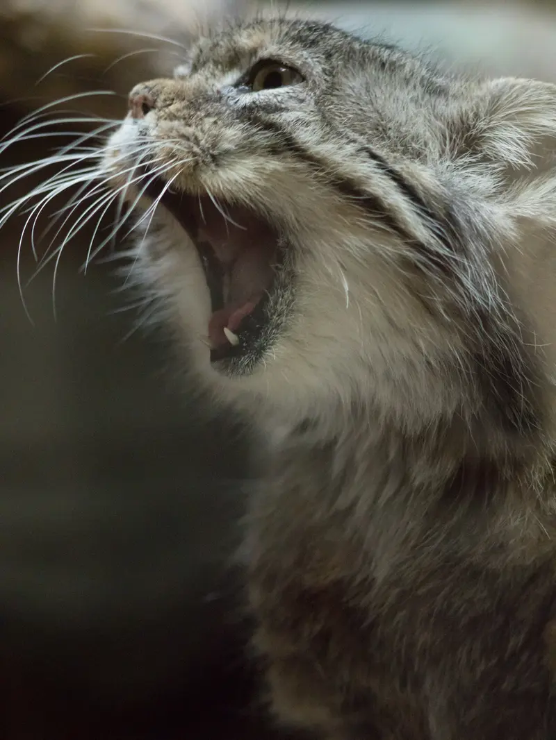 A photograph of Primula in Ueno Zoological Gardens
