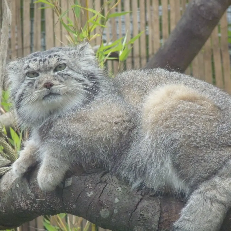 A photograph of Akiko in Edinburgh Zoo