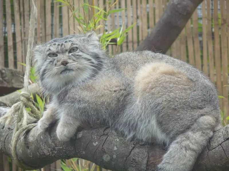 A photograph of Akiko in Edinburgh Zoo