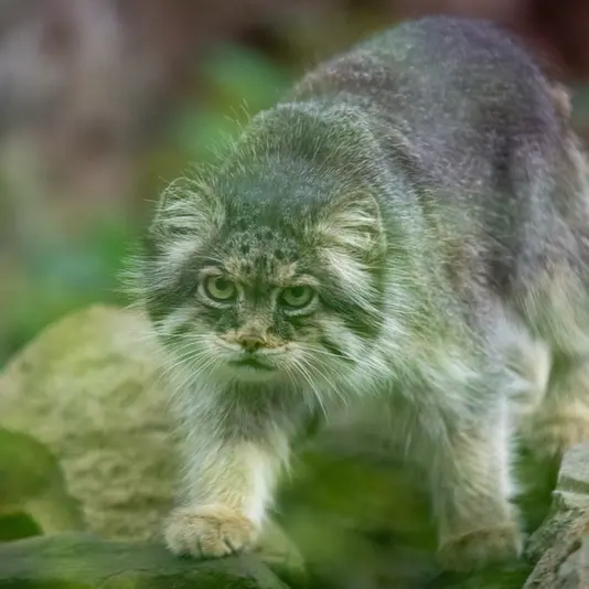 A photograph of Pazzo in Łódź Zoo