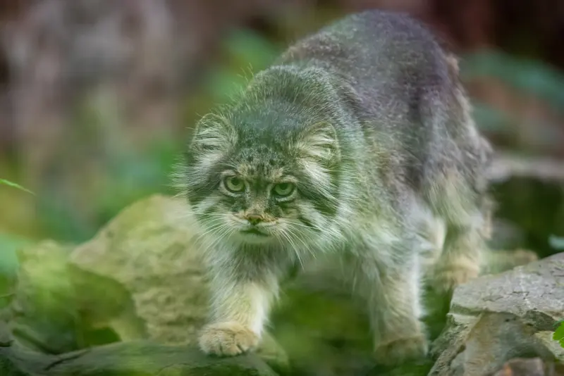 A photograph of Pazzo in Łódź Zoo