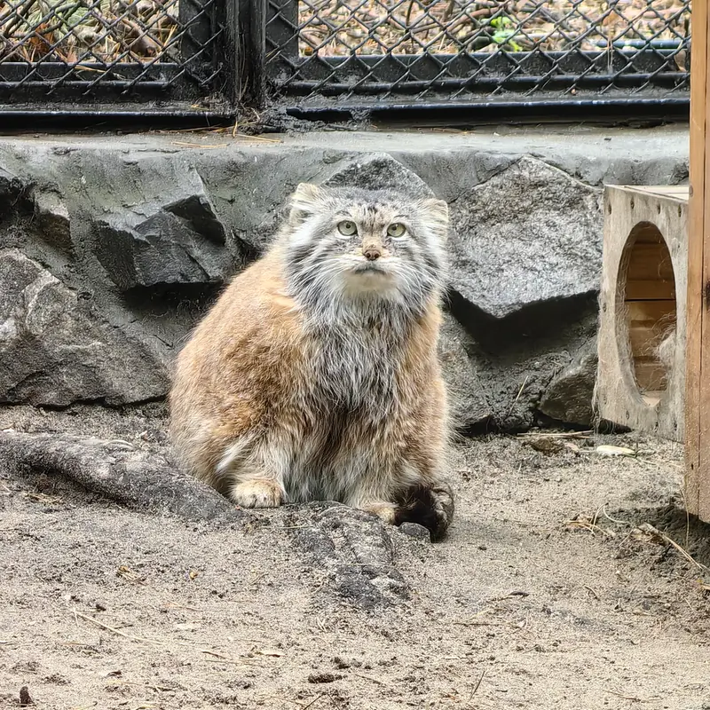 A photograph of Lastochka in Novosibirsk Zoo