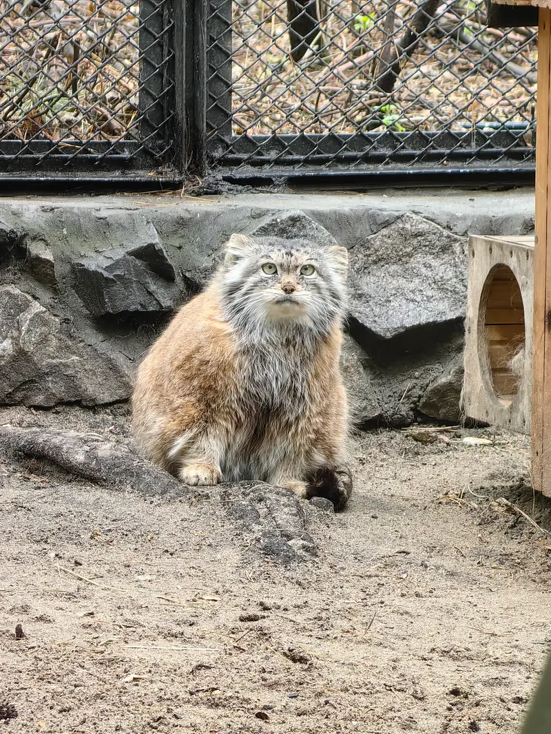 A photograph of Lastochka in Novosibirsk Zoo
