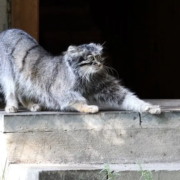 A photograph of a Pallas's cat in Moscow zoo