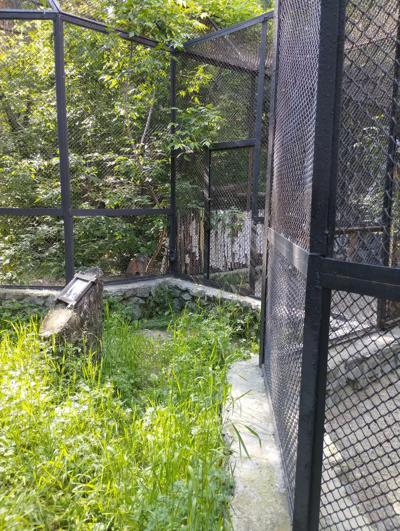 A photograph of a Pallas's cat in Novosibirsk Zoo