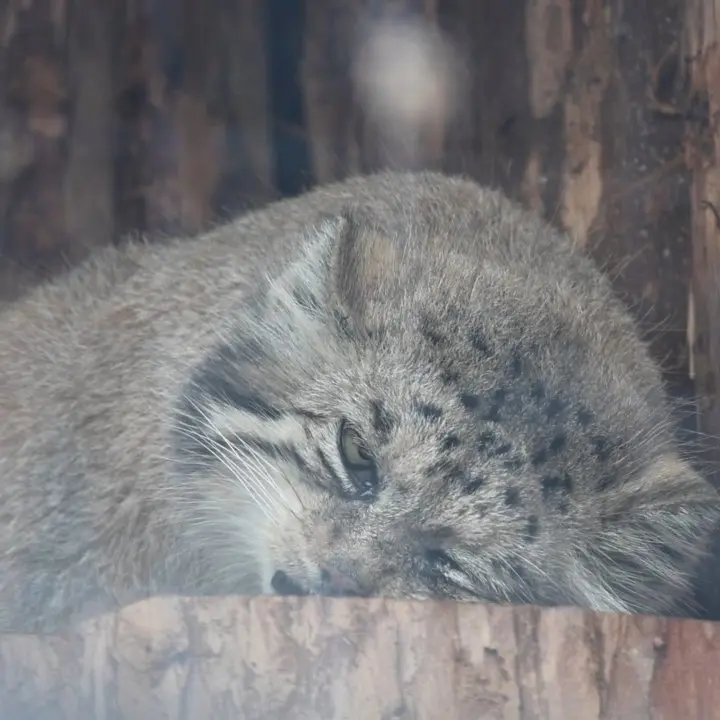 A photograph of a Pallas's cat in Leningrad zoo