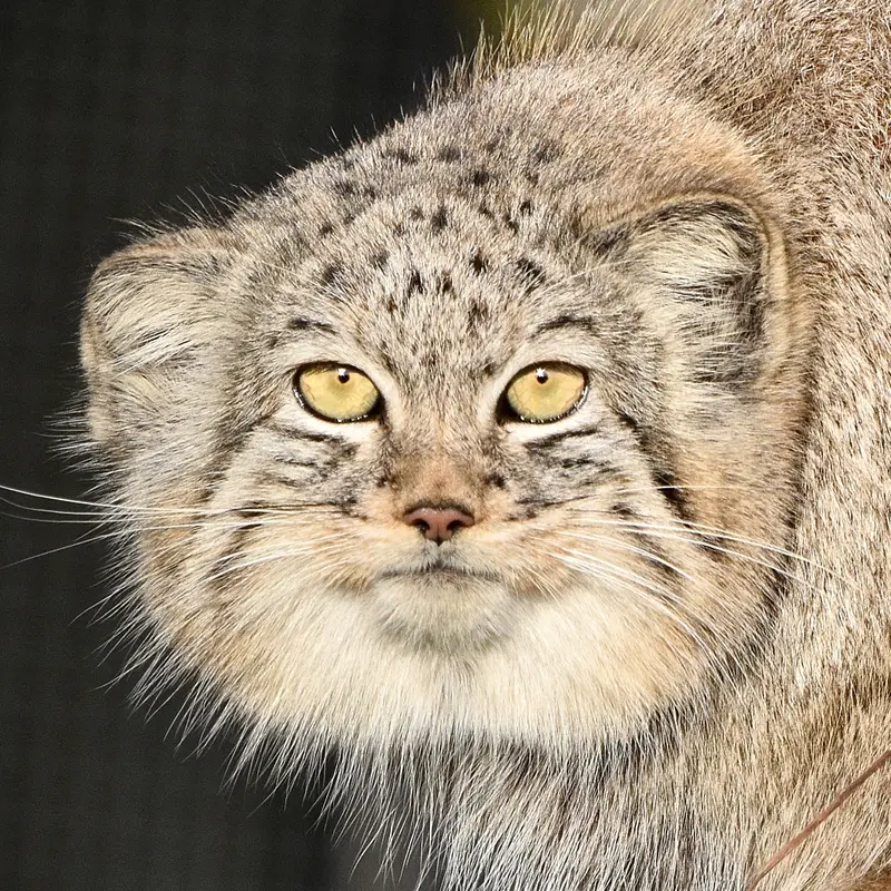Kharaa the Pallas's cat from Port Lympne Wild Animal Park