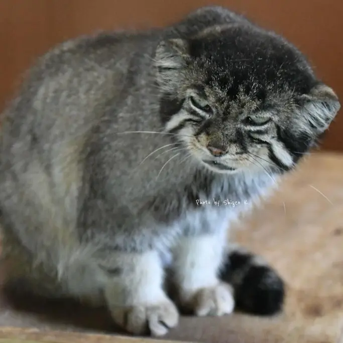 A photograph of Sebastian in Saitama Children's Zoo