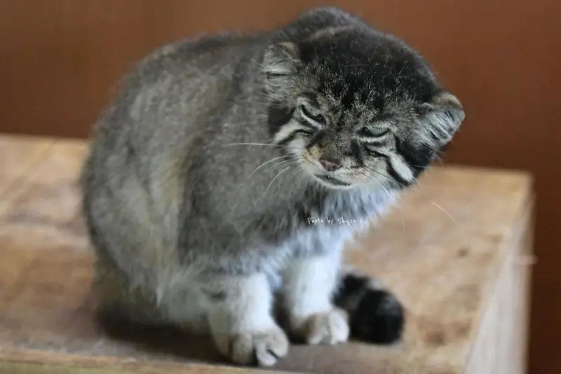 A photograph of Sebastian in Saitama Children's Zoo