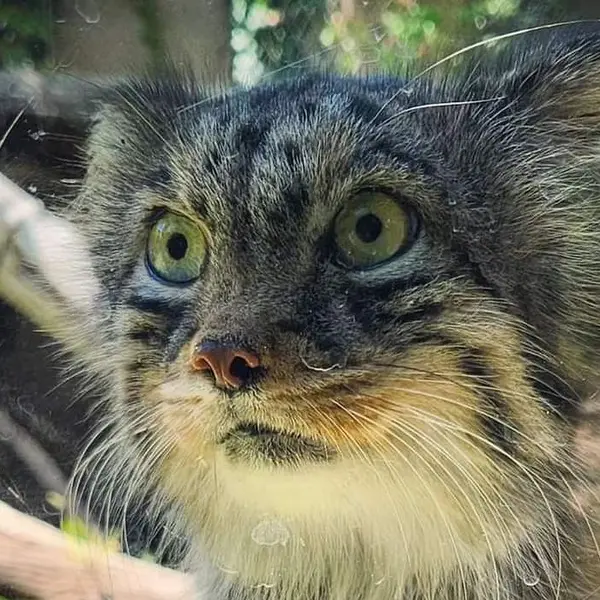Haru the Pallas's cat from Utah's Hogle Zoo