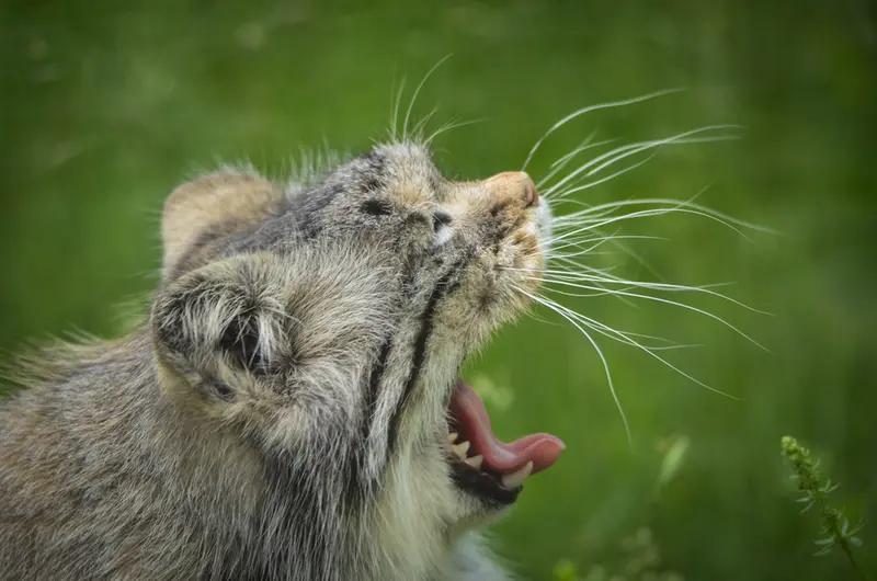 A photograph of Agneta in Parken Zoo