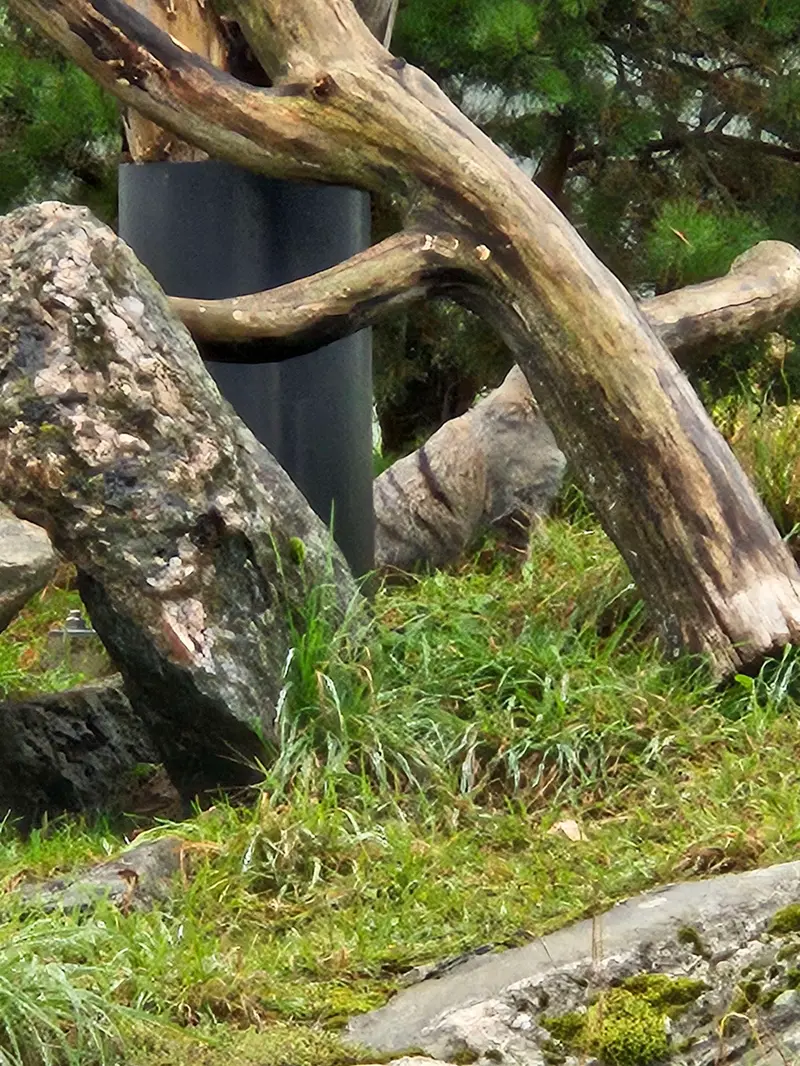 A photograph of Saimi in Korkeasaari Zoo