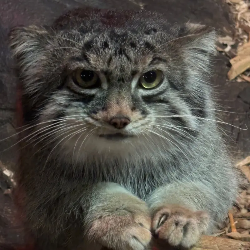 A photograph of Pabu in Lake Superior Zoo
