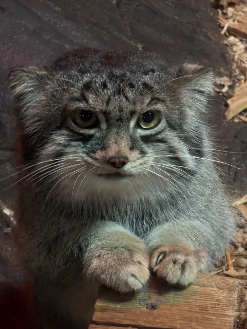 A photograph of Pabu in Lake Superior Zoo