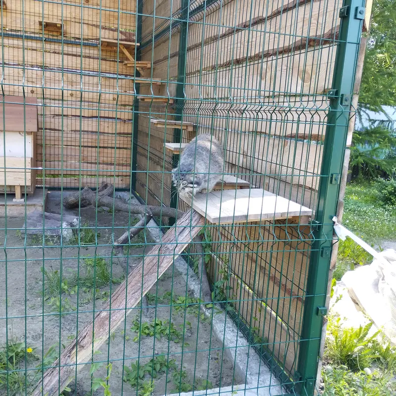 A photograph of Chip in Barnaul zoo “Lesnaya skazka”
