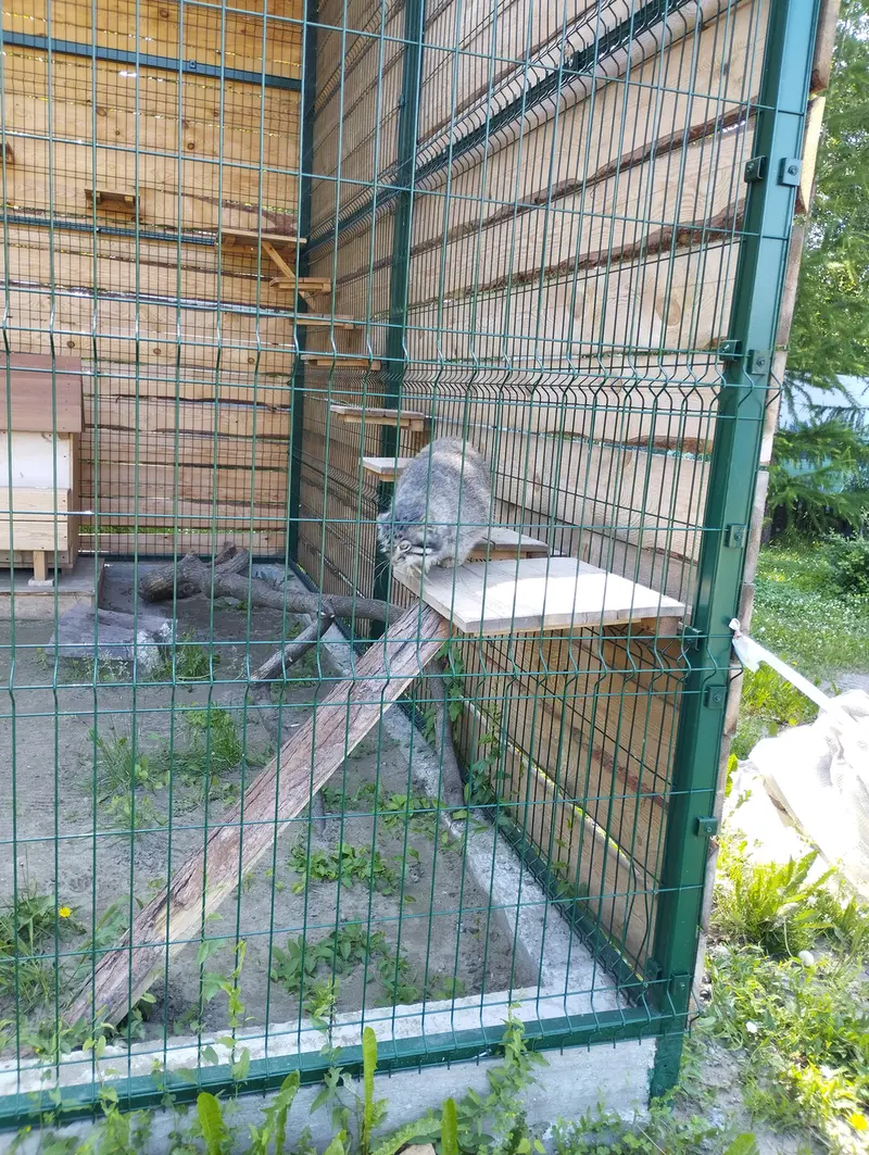 A photograph of Chip in Barnaul zoo “Lesnaya skazka”