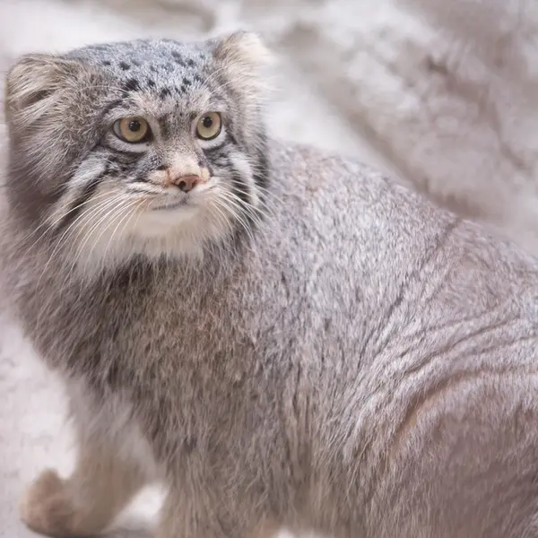 A photograph of Figa in Nogeyama Zoo
