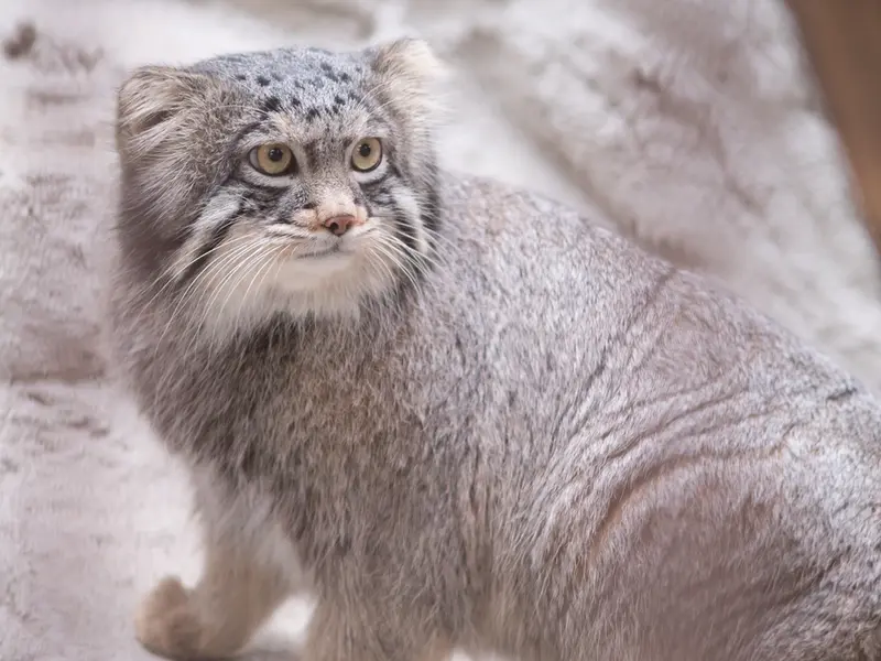 A photograph of Figa in Nogeyama Zoo