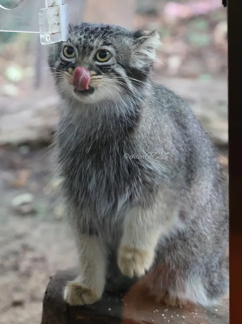 A photograph of a Pallas's cat
