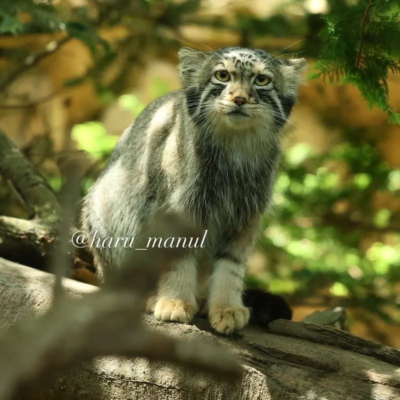 A photograph of Nagomu in Nasu Animal Kingdom