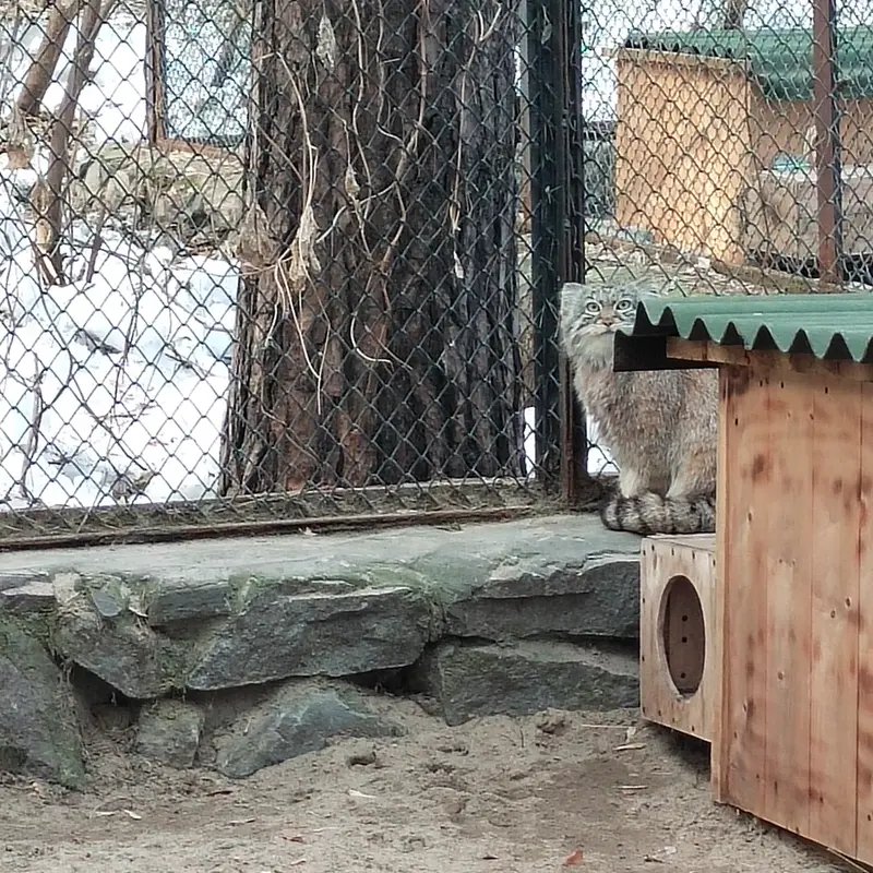 A photograph of Ruf in Novosibirsk Zoo