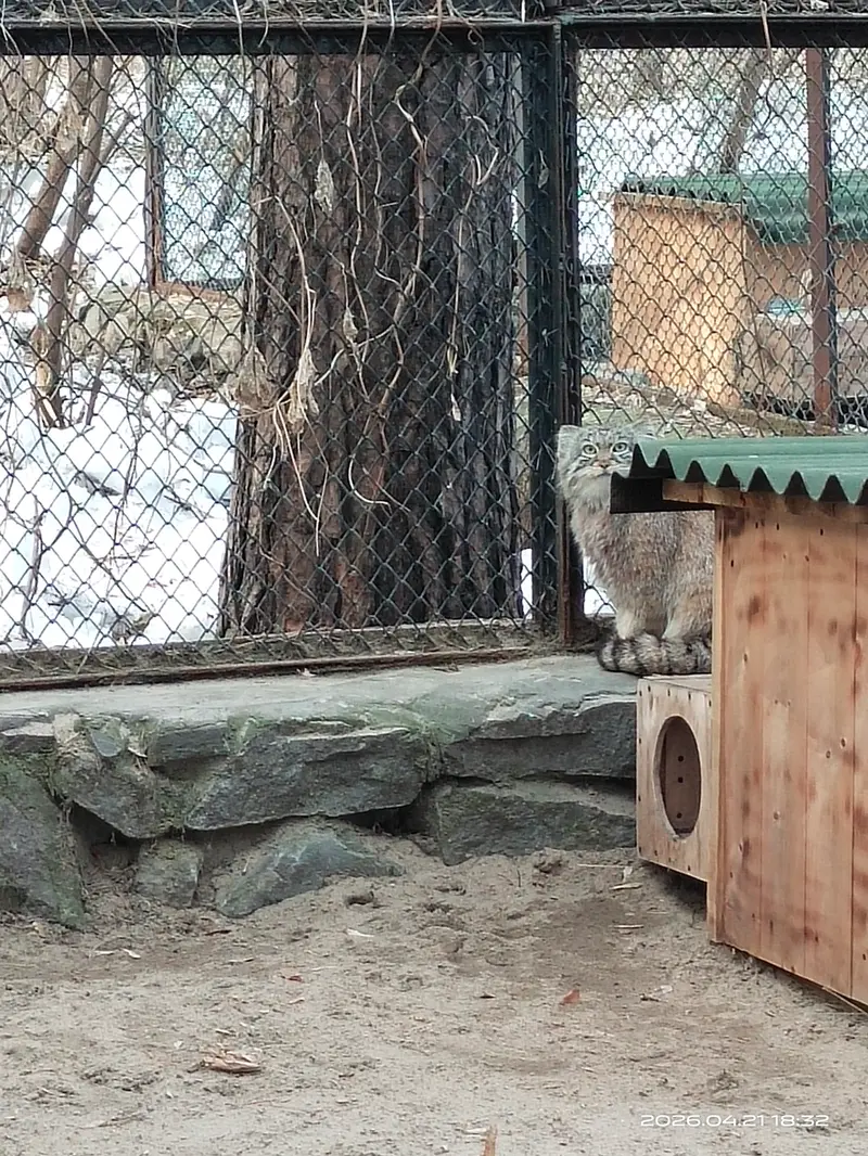 A photograph of Ruf in Novosibirsk Zoo