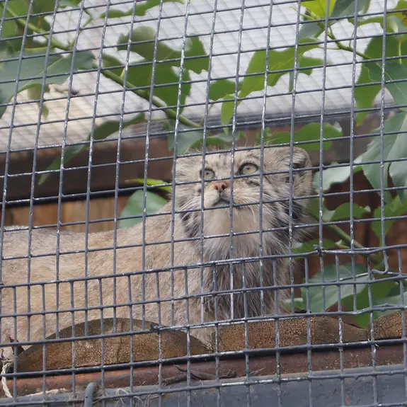 A photograph of Pepe in Leningrad zoo