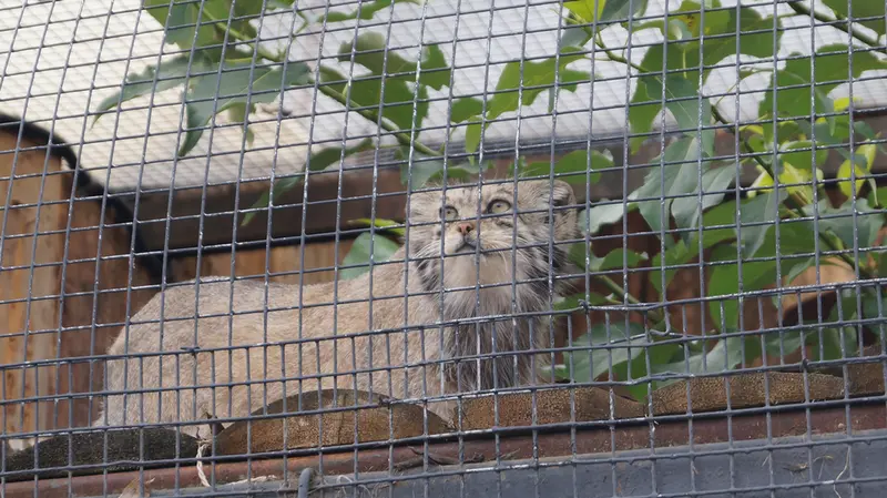 A photograph of Pepe in Leningrad zoo