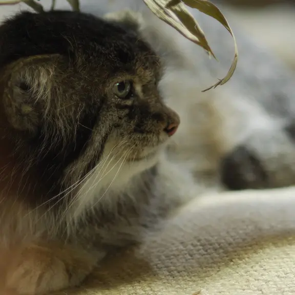 A photograph of a Pallas's cat in Ueno Zoological Gardens