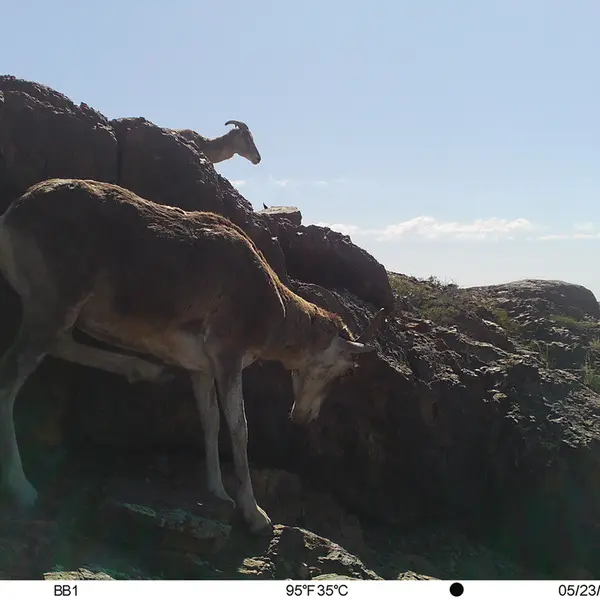 A photograph of Argali from Aktas-Kunkora camera trap