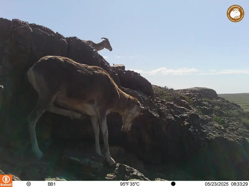 A photograph of Argali from Aktas-Kunkora camera trap